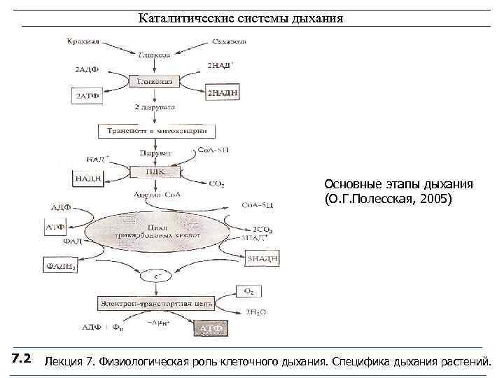      Каталитические системы дыхания     Основные этапы