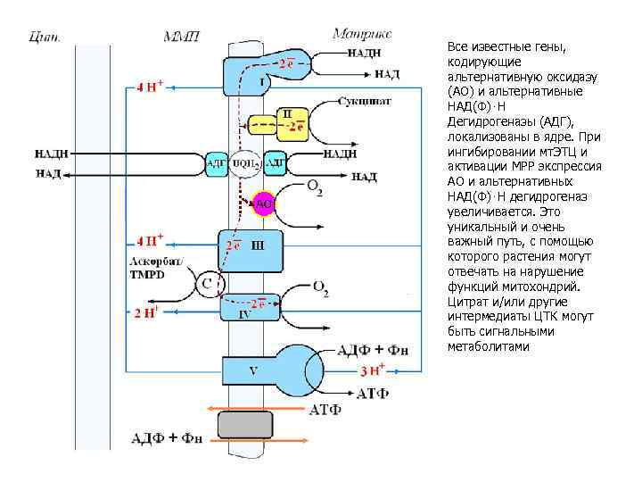 Все известные гены, кодирующие альтернативную оксидазу (АО) и альтернативные НАД(Ф)⋅Н Дегидрогеназы (АДГ), локализованы в