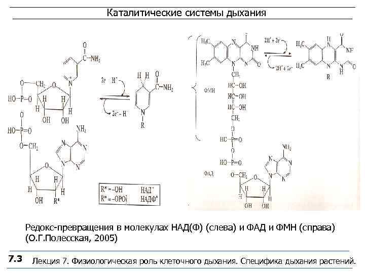 Над ф. Каталитические системы дыхания растений. Редокс превращения. Редокс молекулы это. Каталитическое превращение.