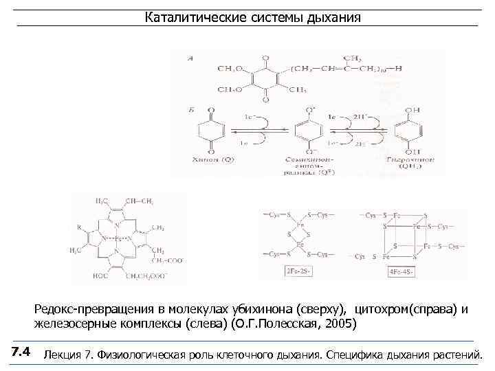     Каталитические системы дыхания  Редокс-превращения в молекулах убихинона (сверху), цитохром(справа)