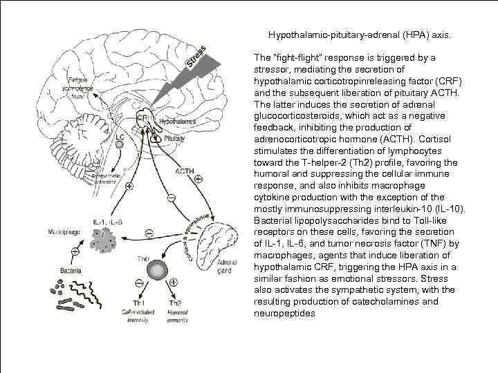   Hypothalamic-pituitary-adrenal (HPA) axis.  The “fight-flight” response is triggered by a stressor,