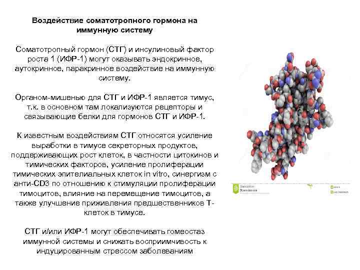  Воздействие соматотропного гормона на    иммунную систему  Соматотропный гормон (СТГ)