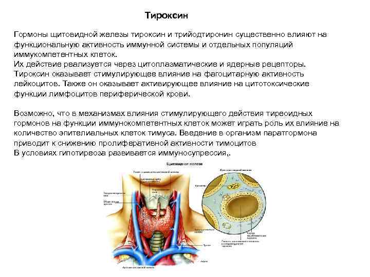       Тироксин Гормоны щитовидной железы тироксин и трийодтиронин существенно