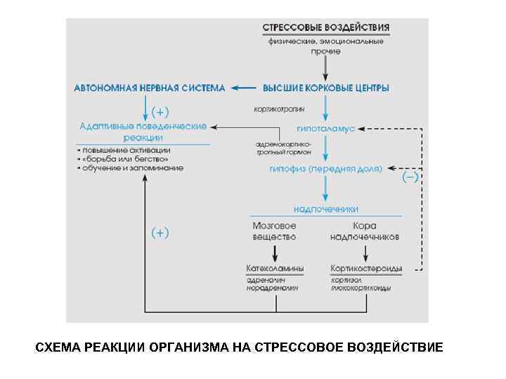 СХЕМА РЕАКЦИИ ОРГАНИЗМА НА СТРЕССОВОЕ ВОЗДЕЙСТВИЕ 