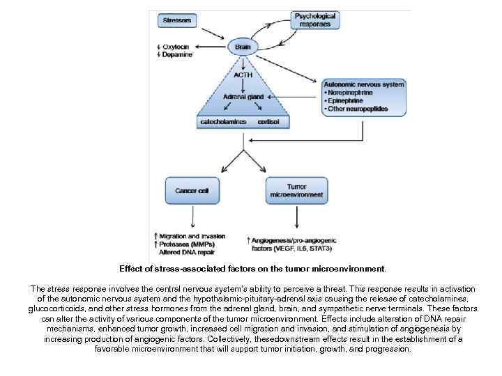      Effect of stress-associated factors on the tumor microenvironment.