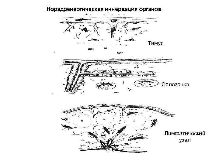 Норадренергическая иннервация органов   лимфоидной системы       Тимус