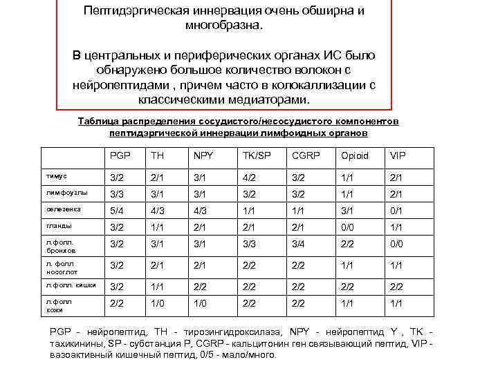  Пептидэргическая иннервация очень обширна и      многобразна. 