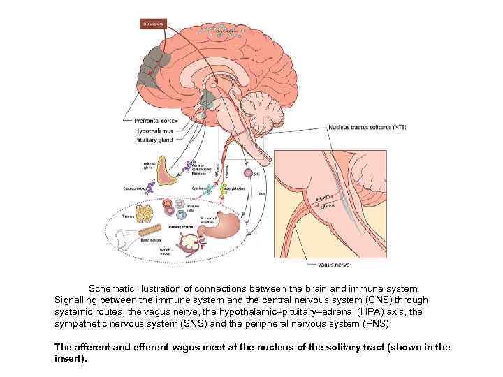   Schematic illustration of connections between the brain and immune system. Signalling between