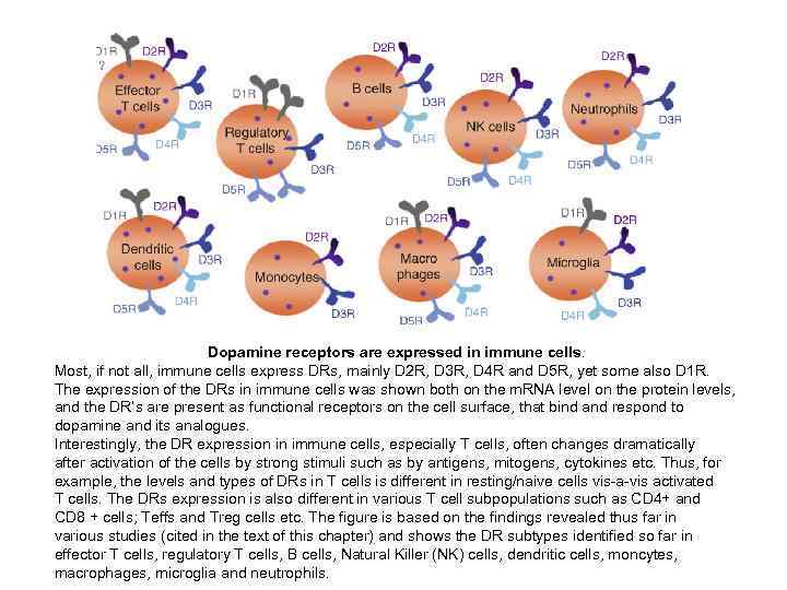      Dopamine receptors are expressed in immune cells. Most, if