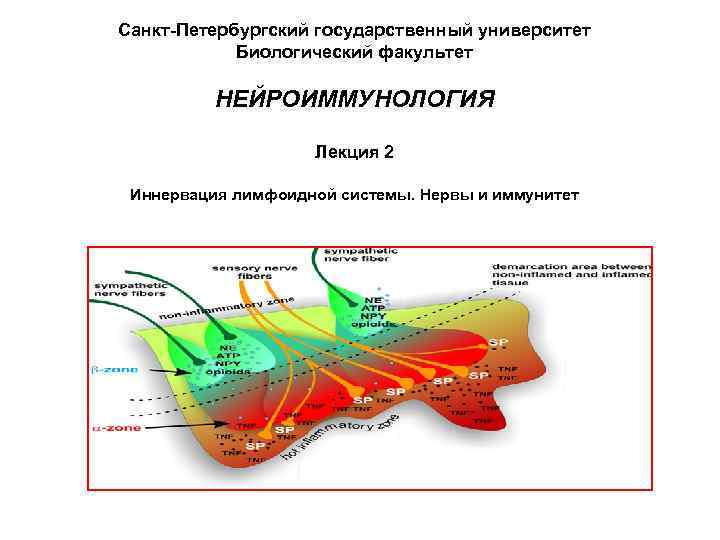 Санкт-Петербургский государственный университет   Биологический факультет  НЕЙРОИММУНОЛОГИЯ     Лекция