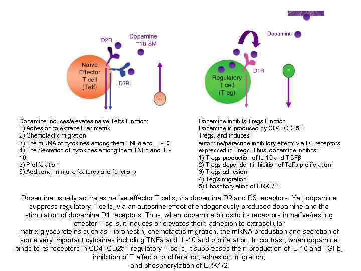  Dopamine induces/elevates naive Teffs function:  Dopamine inhibits Tregs function 1) Adhesion to