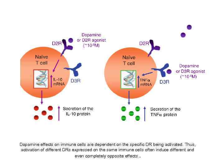 Dopamine effects on immune cells are dependent on the specific DR being activated. Thus,