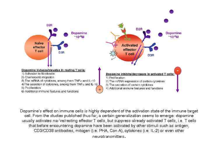 Dopamine’s effect on immune cells is highly dependent of the activation state of the