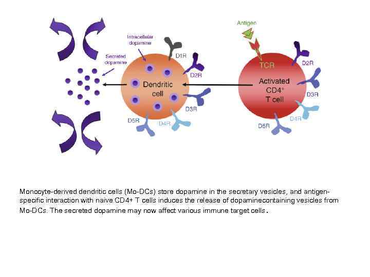 Monocyte-derived dendritic cells (Mo-DCs) store dopamine in the secretary vesicles, and antigen- specific interaction