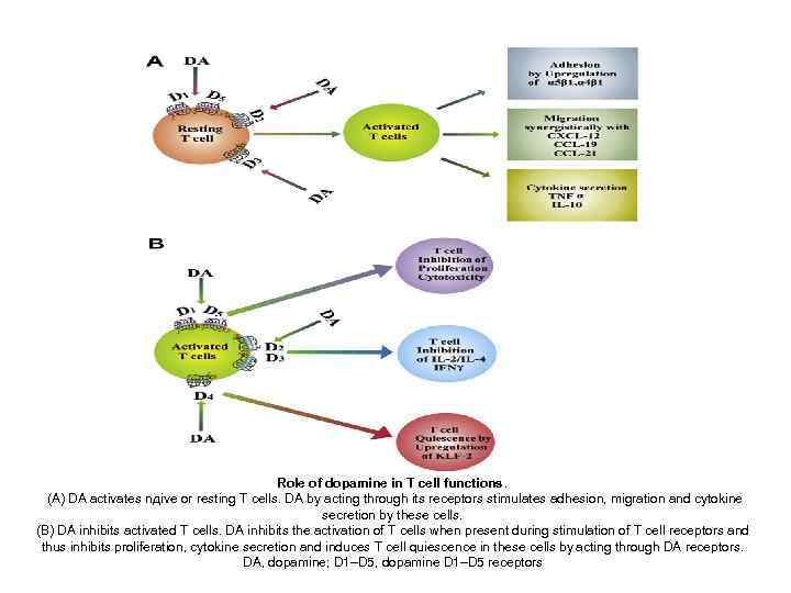      Role of dopamine in T cell functions.  (A)