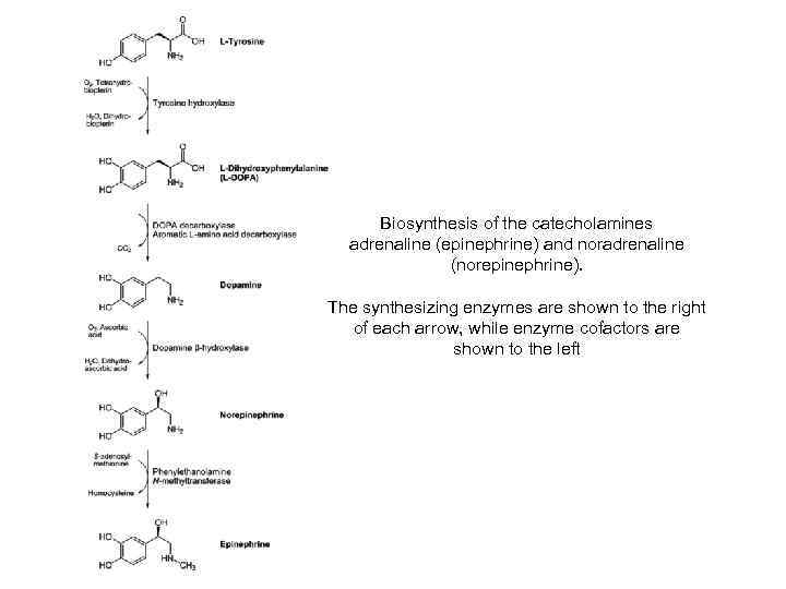  Biosynthesis of the catecholamines  adrenaline (epinephrine) and noradrenaline    (norepinephrine).