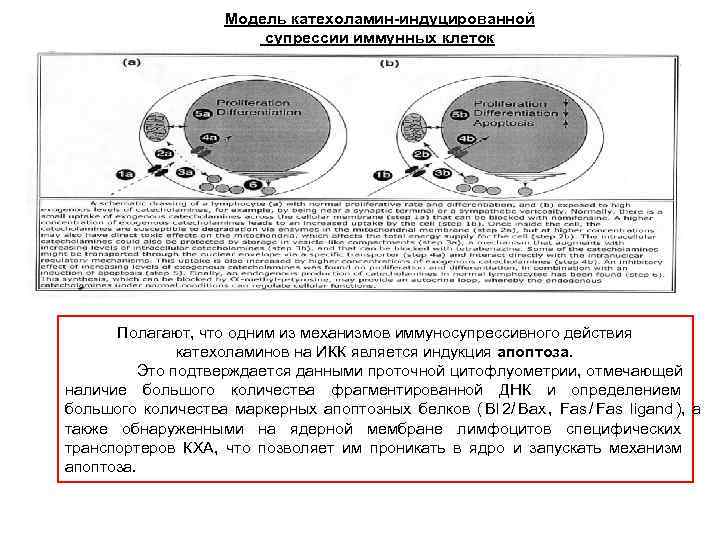     Модель катехоламин-индуцированной     супрессии иммунных клеток 