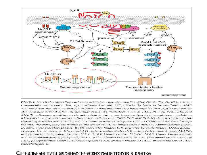 Сигнальные пути адренергических рецепторов в клетке 
