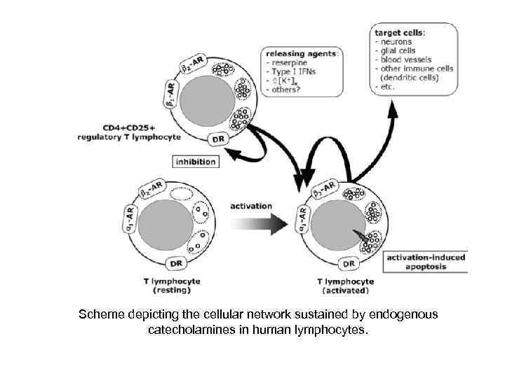 Scheme depicting the cellular network sustained by endogenous  catecholamines in human lymphocytes. 