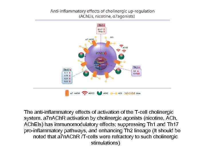 The anti-inflammatory effects of activation of the T-cell cholinergic system. a 7 n. ACh.