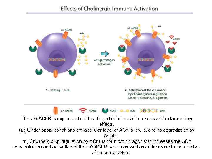   The a 7 n. ACh. R is expressed on T-cells and its’