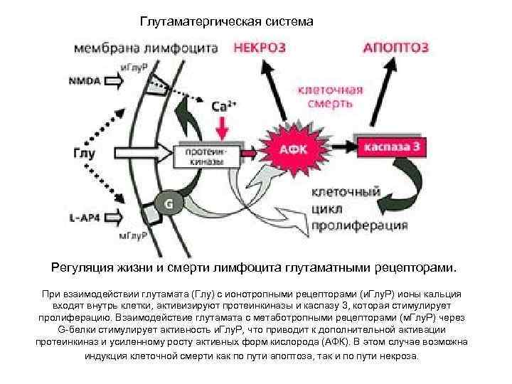 Регуляция жизни