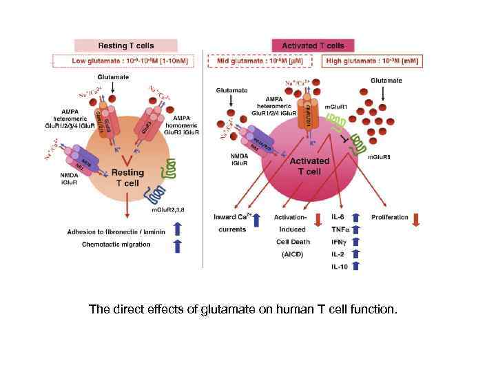 The direct effects of glutamate on human T cell function. 