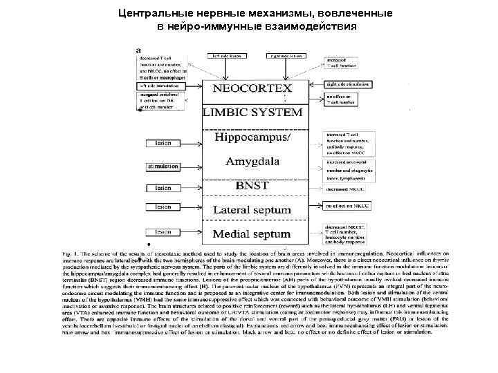 Центральные нервные механизмы, вовлеченные  в нейро-иммунные взаимодействия 