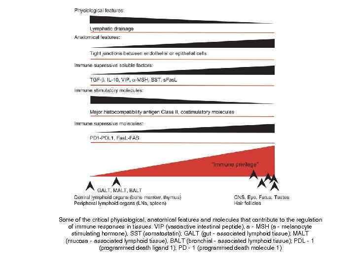 Some of the critical physiological, anatomical features and molecules that contribute to the regulation