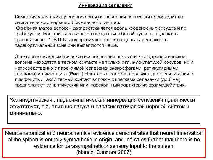       Иннервация селезенки Симпатическая (норадренергическая) иннервация селезенки происходит из