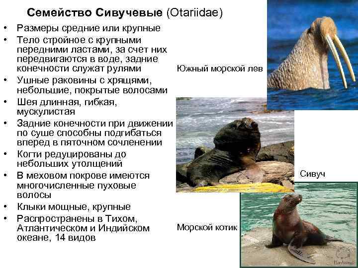   Семейство Сивучевые (Otariidae) • Размеры средние или крупные • Тело стройное с
