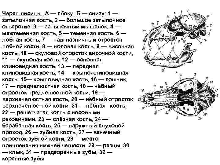 Череп лисицы. А — сбоку; Б — снизу: 1 — затылочная кость, 2 —