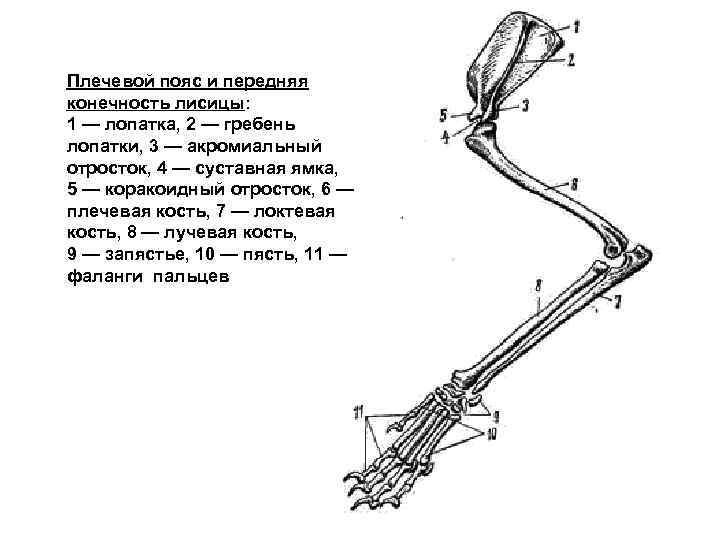 Плечевой пояс и передняя конечность лисицы:  1 — лопатка, 2 — гребень лопатки,