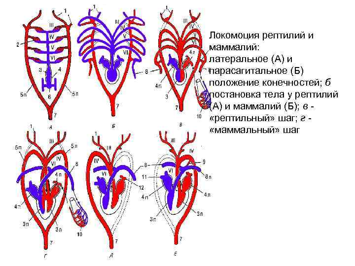 Локомоция рептилий и маммалий: латеральное (А) и парасагитальное (Б) положение конечностей; б постановка тела