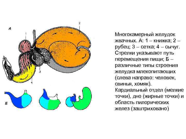 Многокамерный желудок жвачных. А: 1 – книжка; 2 – рубец; 3 – сетка; 4