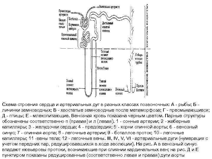 Схема строения сердца и артериальных дуг в разных классах позвоночных: А - рыбы; Б