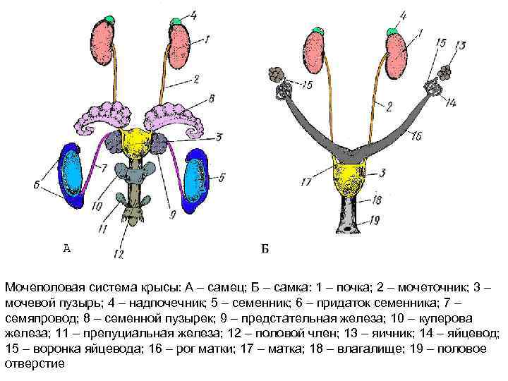 Половые органы мочевой системы. Мочеполовая система млекопитающих самки и самца. Мочеполовая система самки крысы. Мочеполовая система млекопитающих схема. Мочеполовая система самца крысы.