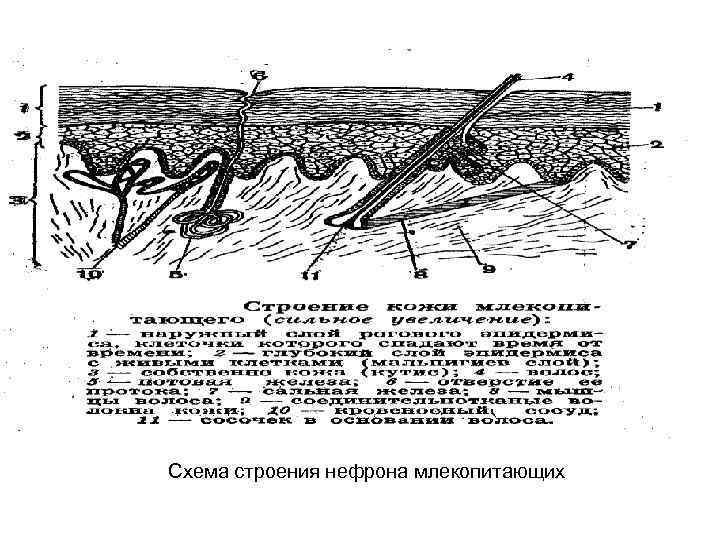 Схема строения нефрона млекопитающих 