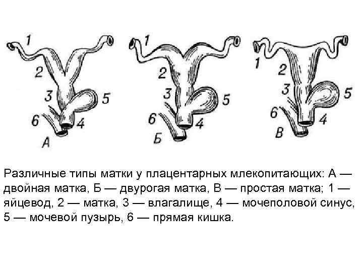 Различные типы матки у плацентарных млекопитающих: А — двойная матка, Б — двурогая матка,