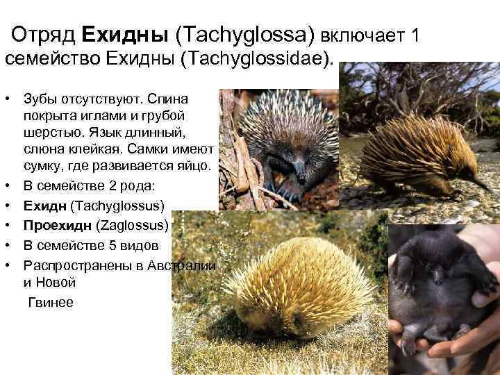  Отряд Ехидны (Tachyglossa) включает 1 семейство Ехидны (Tachyglossidae).  • Зубы отсутствуют. Спина