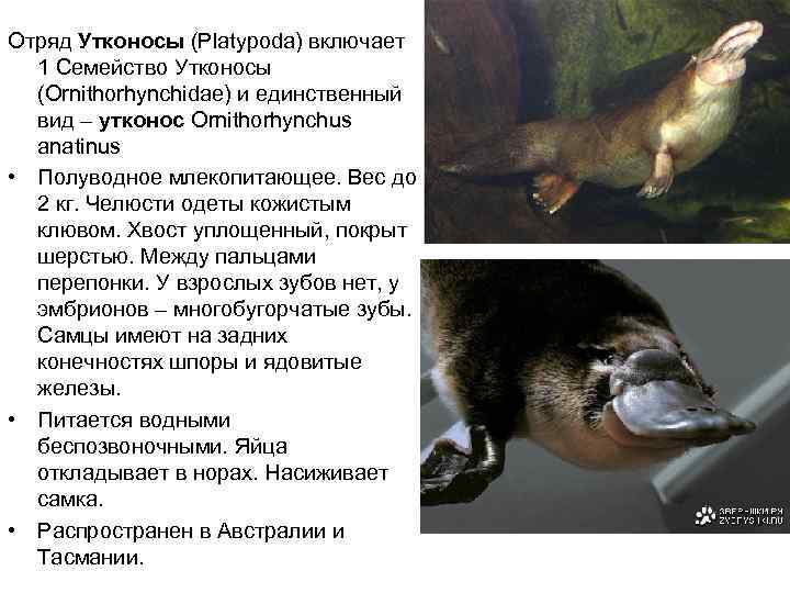        Отряд Утконосы (Platypoda) включает   1