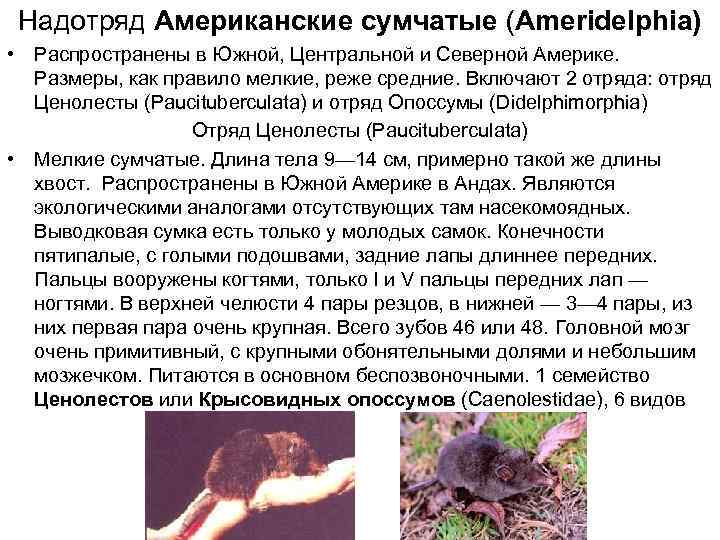  Надотряд Американские сумчатые (Ameridelphia) • Распространены в Южной, Центральной и Северной Америке. Размеры,
