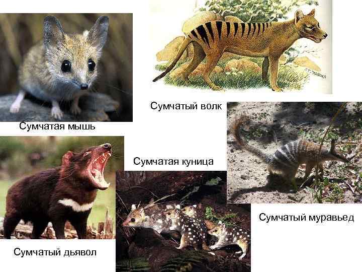      Сумчатый волк Сумчатая мышь     Сумчатая