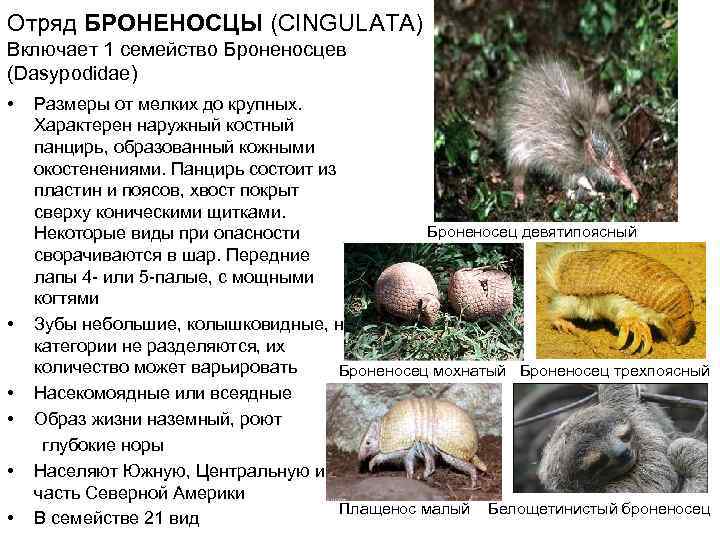 Отряд БРОНЕНОСЦЫ (CINGULATA) Включает 1 семейство Броненосцев (Dasypodidae) • Размеры от мелких до крупных.