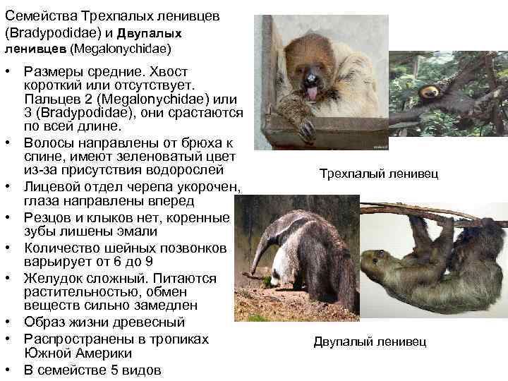 Семейства Трехпалых ленивцев (Bradypodidae) и Двупалых ленивцев (Megalonychidae)  • Размеры средние. Хвост 