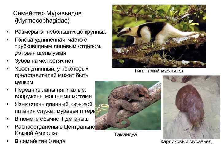   Семейство Муравьедов (Myrmecophagidae) •  Размеры от небольших до крупных • 