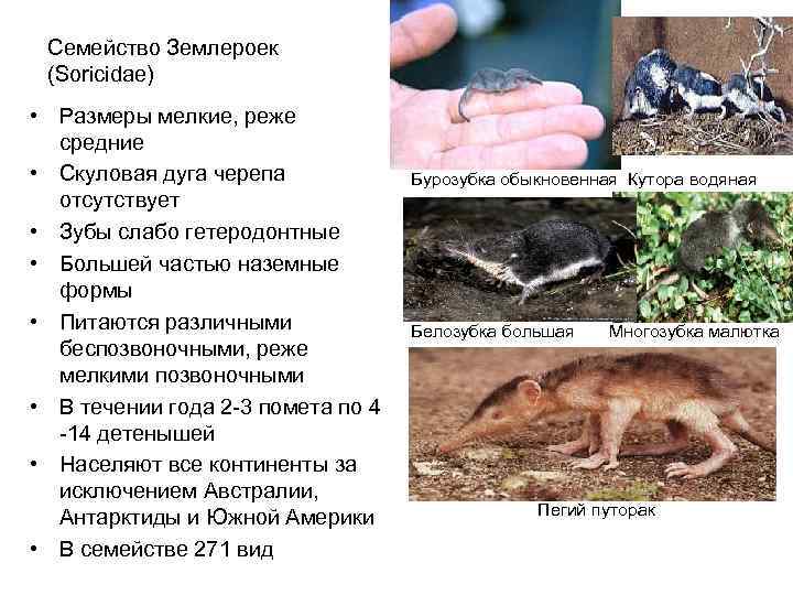  Семейство Землероек  (Soricidae) • Размеры мелкие, реже  средние   