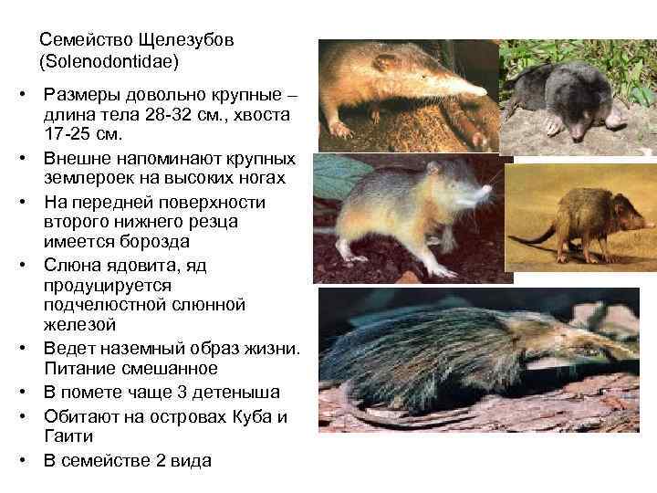  Семейство Щелезубов  (Solenodontidae) • Размеры довольно крупные –  длина тела 28