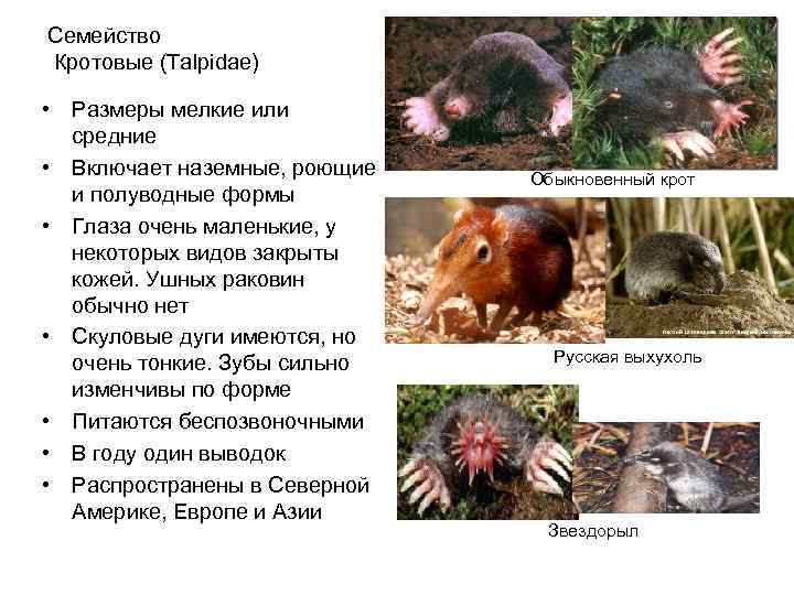 Семейство Кротовые (Talpidae)  • Размеры мелкие или  средние • Включает наземные, роющие
