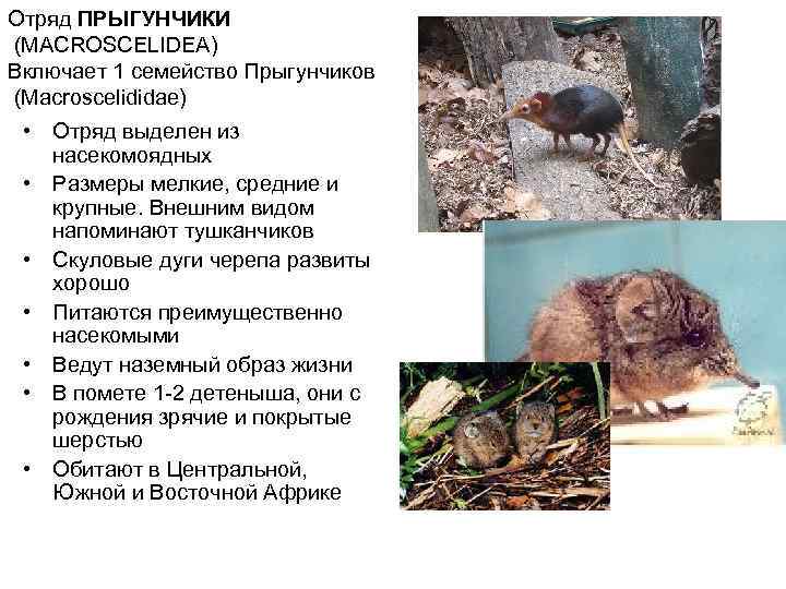 Отряд ПРЫГУНЧИКИ (MACROSCELIDEA) Включает 1 семейство Прыгунчиков (Macroscelididae)  • Отряд выделен из насекомоядных